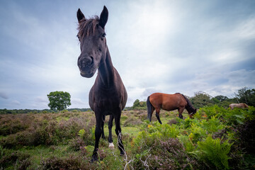 Wild young horses in the New Forest National Park, Hampshire, UK 
