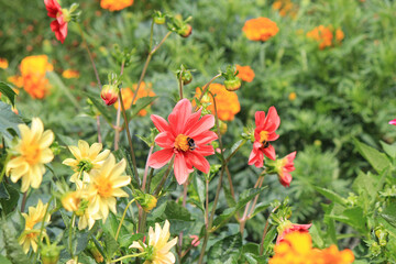 Obraz na płótnie Canvas bright beautiful flowers in botanical garden