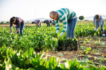 Latina and caucasian people seasonal workers harvesting green leafy vegetable on field