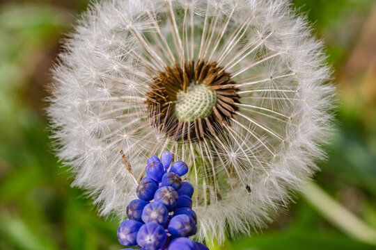Spring flowers. Spring background. Macro photo of white dandelion flower and grape muscari hyacinth flowers on nature ground background