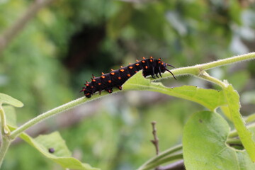 Black Orange Caterpillar