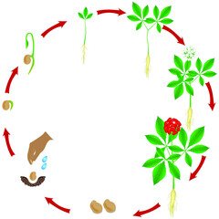A growth cycle of a ginseng (Panax ginseng) plant on a white background.