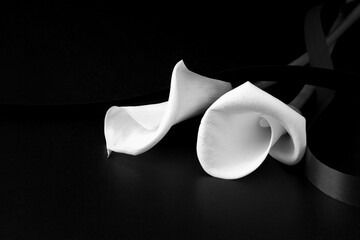 White mourning flower on a black background. Concept of death and sorrow