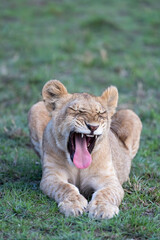 Lion cub yawning and showing his teeth. Masai Mara, Kenya Closeup front view with green grass background.
