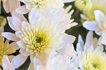 Close up of white Chrysanthemum flowers with yellow center. Selective focus with blurred background.