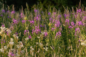 purple flowers in the field