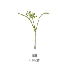 Hand drawn dill micro greens. Vector illustration in sketch style isolated on white background.