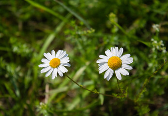 Two flowers from the real camile.