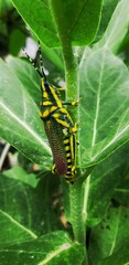 green caterpillar on a leaf