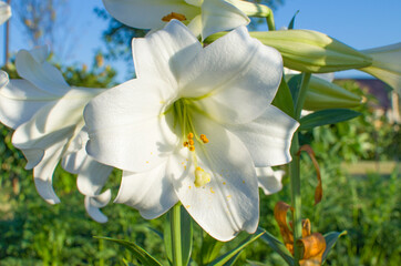 white lily large in the garden on a blue background