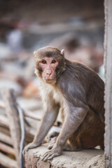 Close up of wild rhesus monkey in natural setting, chewing.