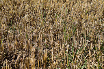 Texture of a parched wheat field. Only part of the spars are left.