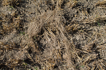Texture of a parched wheat field. Only part of the spars are left.