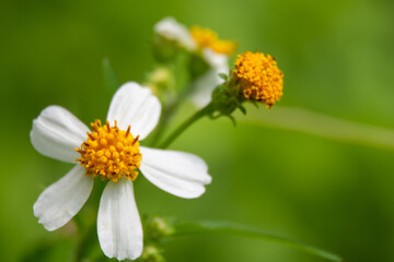 Fototapeta premium Zinnia angustifolia is a herbaceous flowering plant species of zinnia native to northern and western Mexico and naturalized in parts of the Southwestern United States.