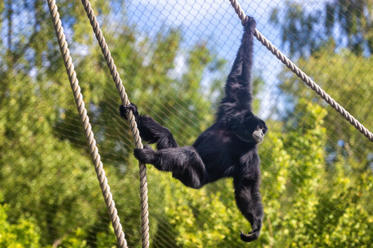 Siamang gibbon swings from ropes in a zoo enclosure