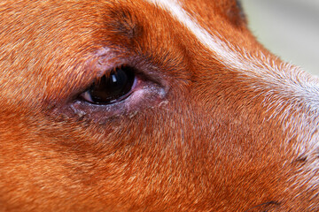 portrait of a dog with eye problem, conjunctivitis. Dog with bad swollen eyes due to an infection,...