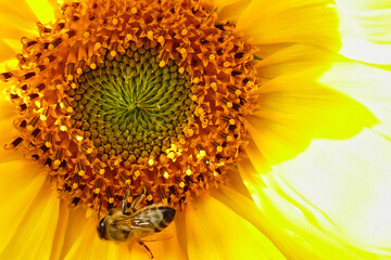 Biene und Sonnenblume im Sommer