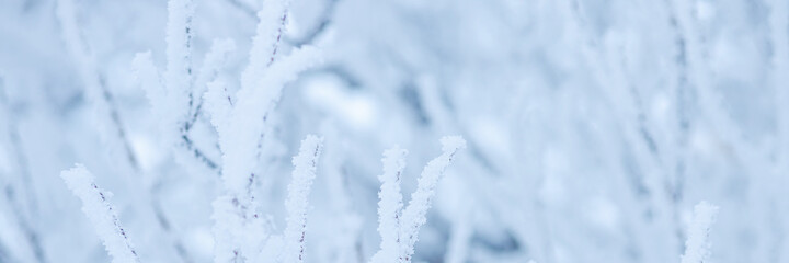 Snow and rime ice on the branches of bushes. Beautiful winter background with trees covered with...