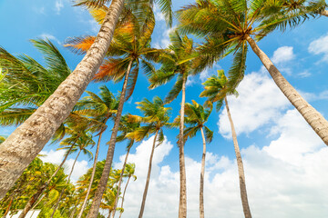 Tall palm trees under a blue sky in Guadeloupe