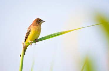 Red-headed bunting perched on reed