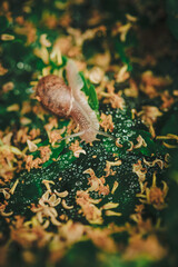Small snail on spider web with lot water drops on hedge leaf