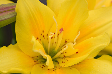 yellow lily closeup