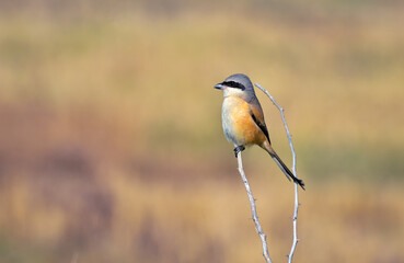 Long-tailed shrike perched on dry branch