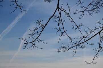 tree branches against blue sky
