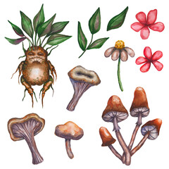 Watercolor set of magic plants, witch's herbs for Halloween - mandrake root, mushrooms, flowers, chamomile, leaves. Stock hand-drawn illustration isolated on white background