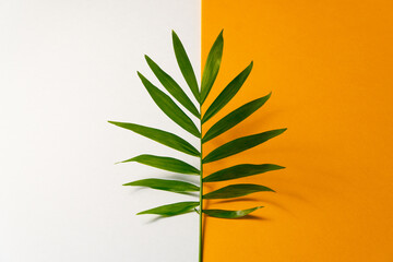 Tropical leaf on orange and white paper background. Flat lay, top view, minimal design template with copyspace.