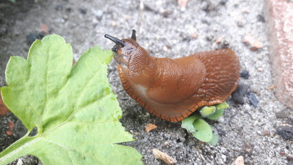 Little brown slow snail eats a green leaf.