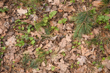 spring forest ground