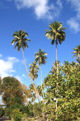 Naklejka premium Beautiful panorama of a paradise beach with white sand and coco palm tree with turquoise water lagoon in Moorea island, Tahiti, French Polynesia.