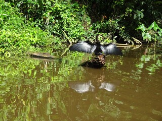 羽を広げるアメリカヘビウ（コスタリカ）