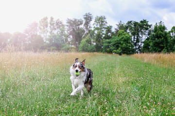Beautiful juvenile male Blue Merle Australian Shepherd dog running through a summer field with a tennis ball in his mouth. Selective focus with blurred background.