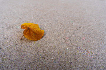 The yellow leaf that fell on the sand.