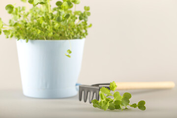 young micro greens grow in a pot