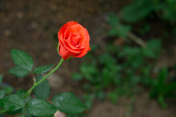 A blooming rose.