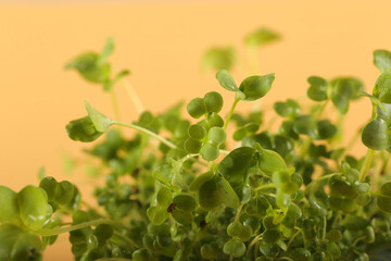 young micro greens grow in a pot