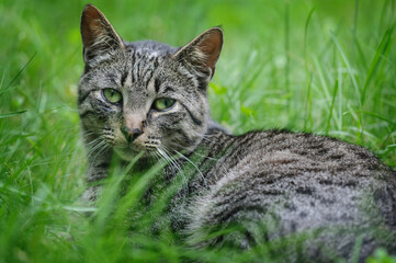 Naklejka na ściany i meble Tabby cat lies in the green grass. Selective focus