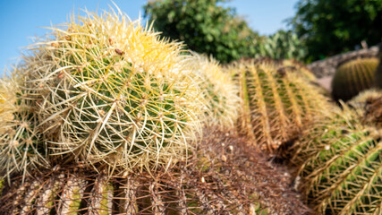 Cactus salvaje en parque natural