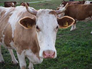 portrait d'une vache dans un champ