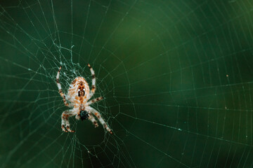European garden spider (cross spider, Araneus diadematus) sitting in a spider web, Close up macro shot