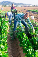 Young adult latino male farmer harvesting green leafy vegetable on field