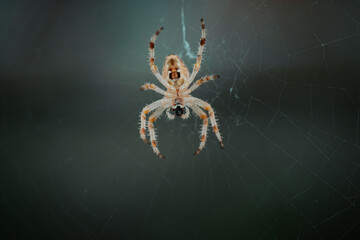 European garden spider (cross spider, Araneus diadematus) sitting in a spider web, Close up macro shot