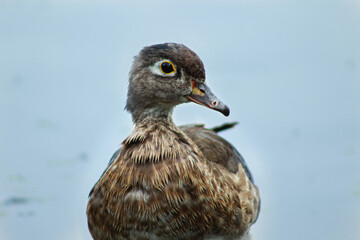 Female Wood Duck with Yellow Contour on the Eye