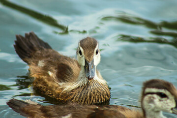 Wood Duck Duckling Gazing in the Camera