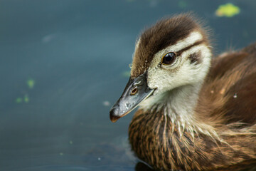 Amazing Close-Up Shot of Wood Duckling
