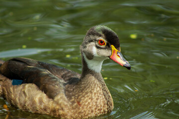 Male Wood Duck Showing Red Eye
