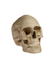 Human Skull Isolated on White Background